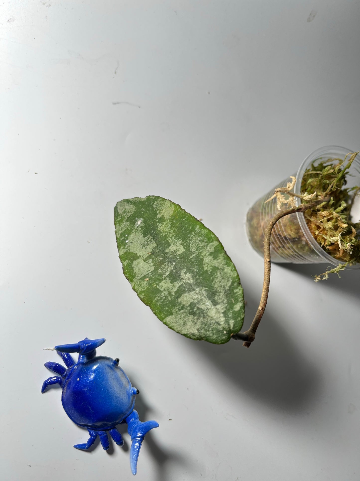 Hoya caudata gold - Unrooted