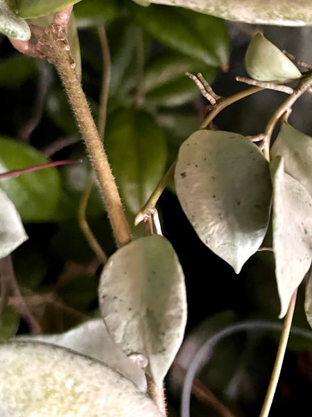 Hoya Louisa silver - fresh cut - 2 nodes / 2 leaves - Unrooted