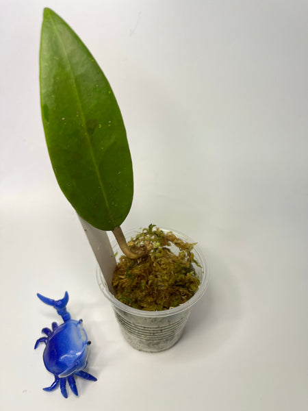 Hoya sp Burma  - growth forming