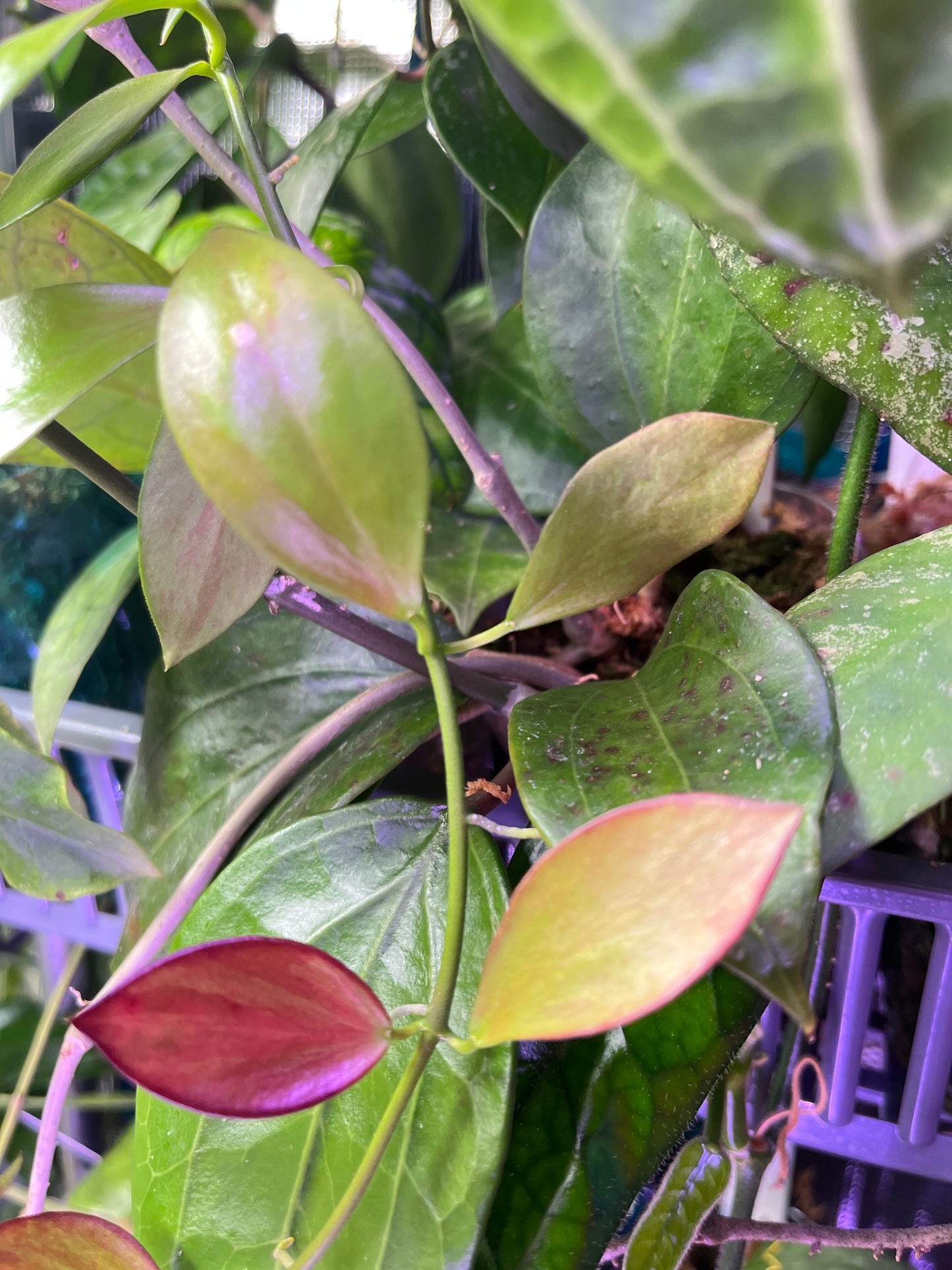 Hoya collina - fresh cut - 2 nodes - unrooted