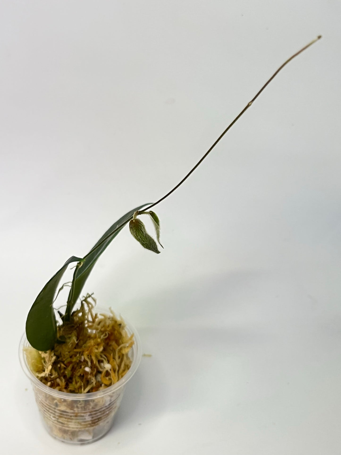 Hoya patella - new growth