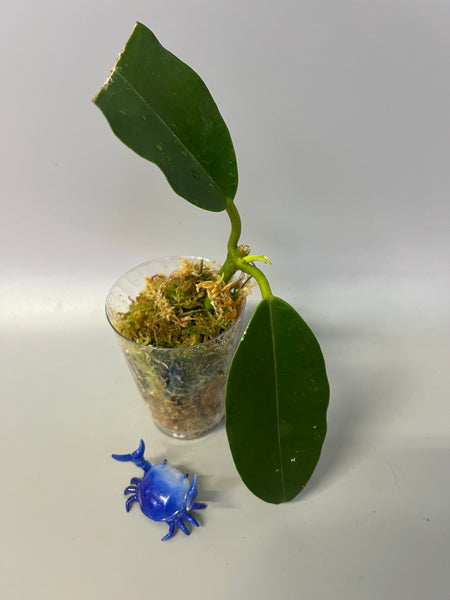 Hoya imperialis white - active growth