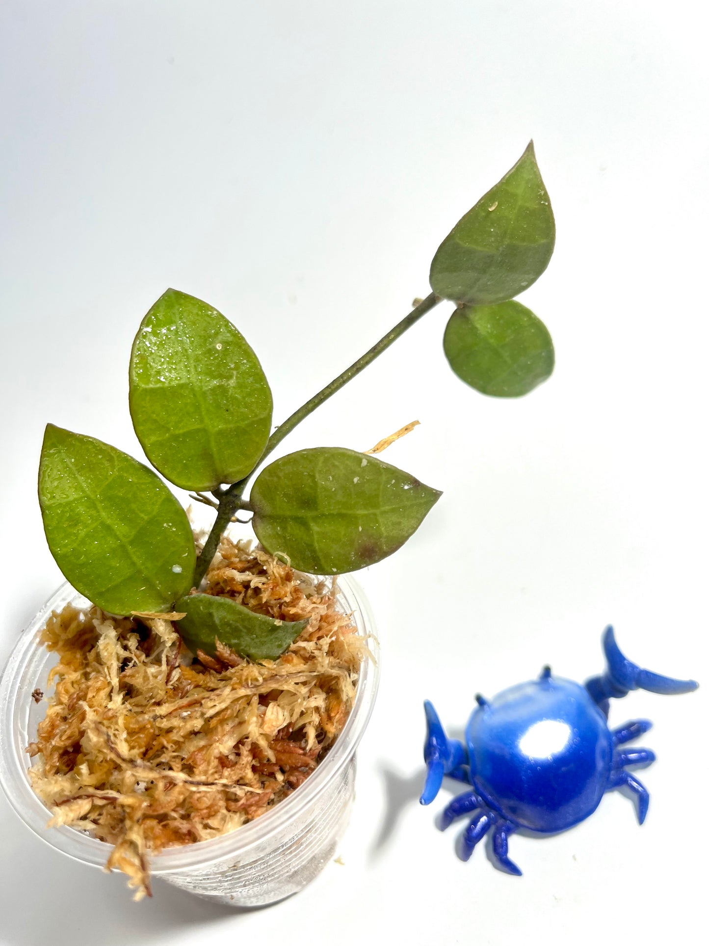 Hoya lacunosa Indonesia - Unrooted