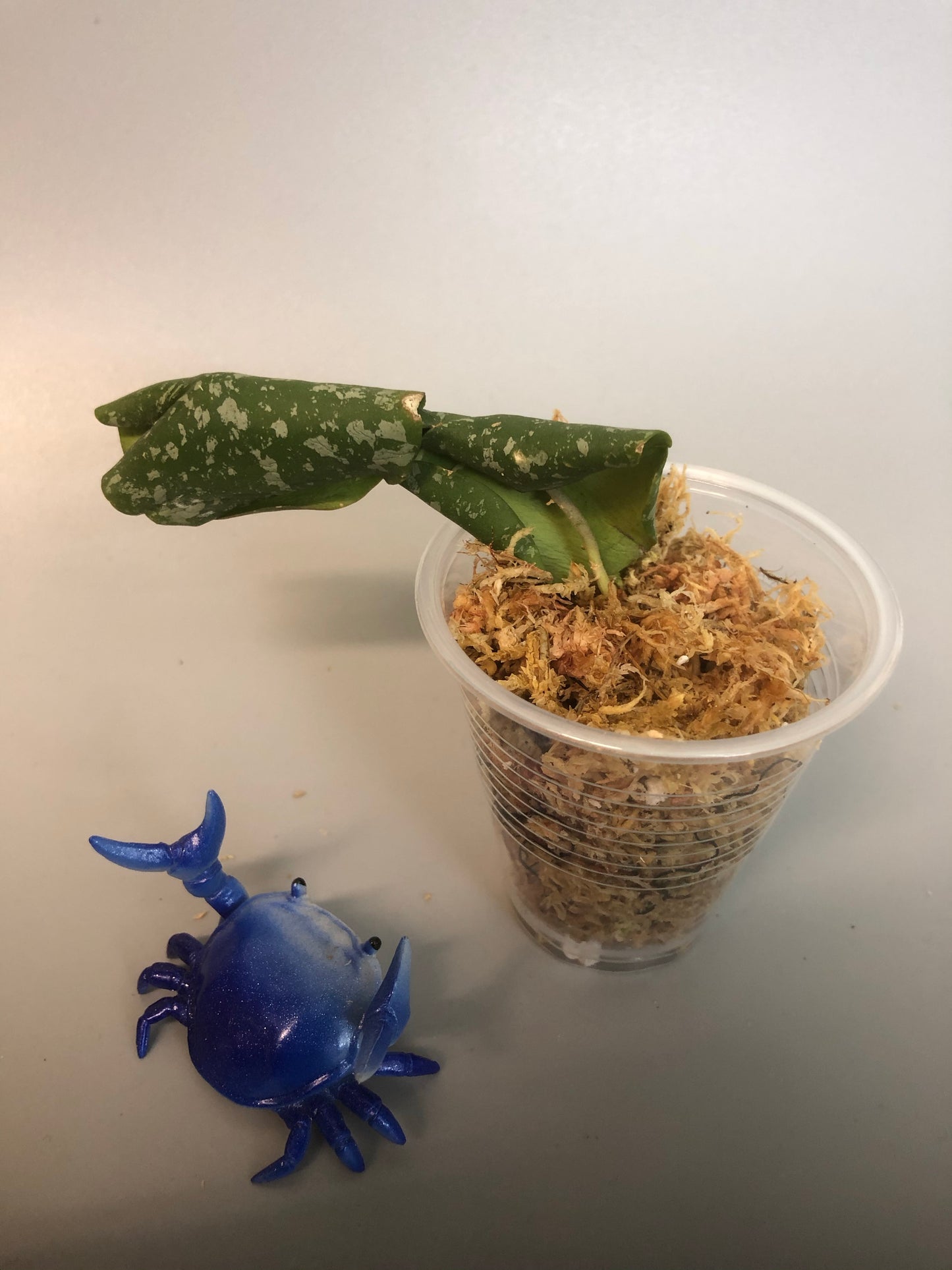 Hoya imbricata with some roots