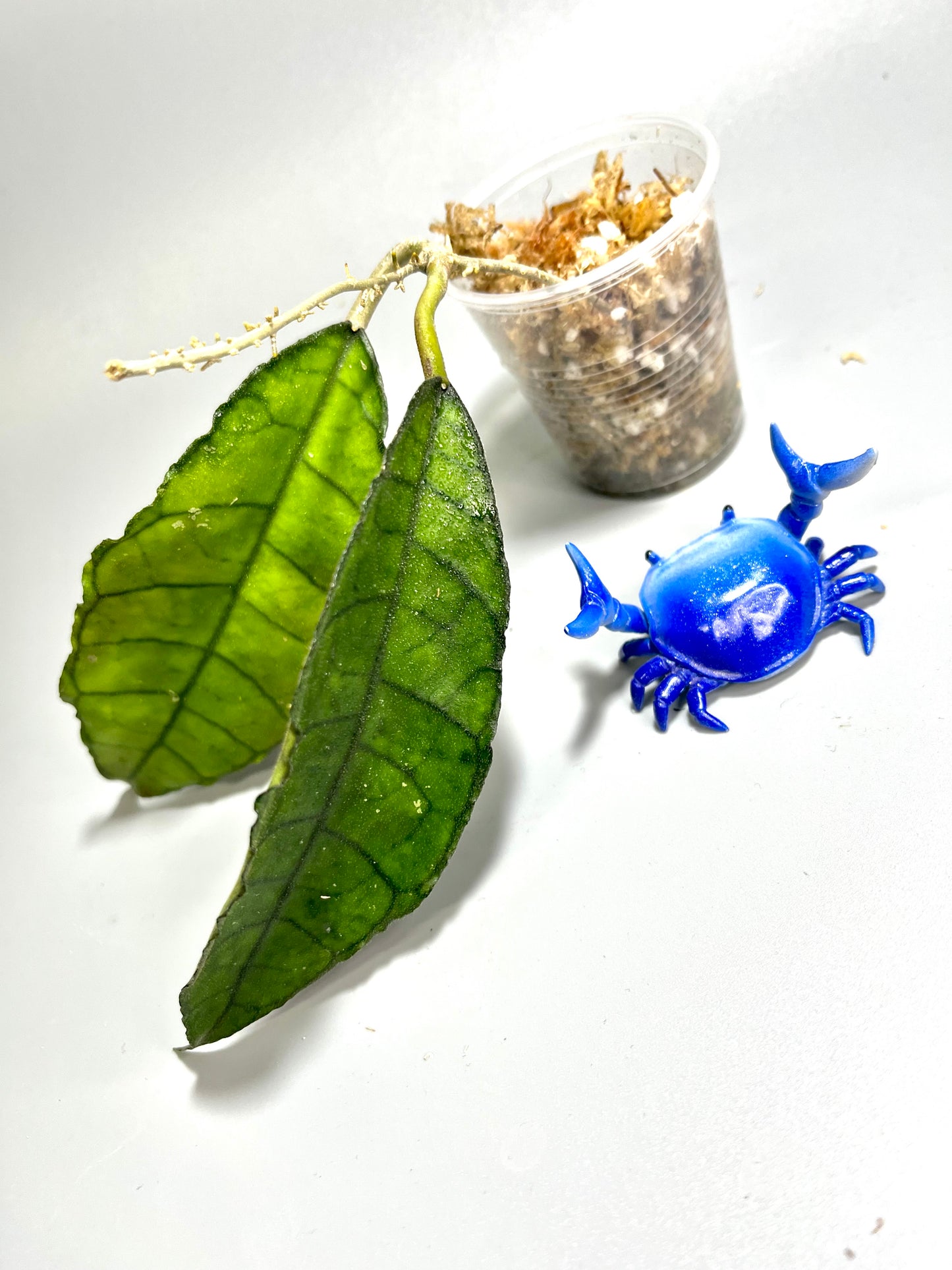 Hoya Nong nooch Iml 1541 - Unrooted