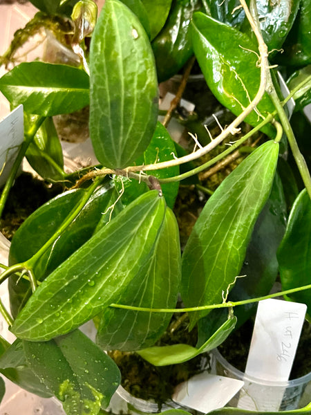 Hoya sp Philippines - fresh cut - 1 node - Unrooted