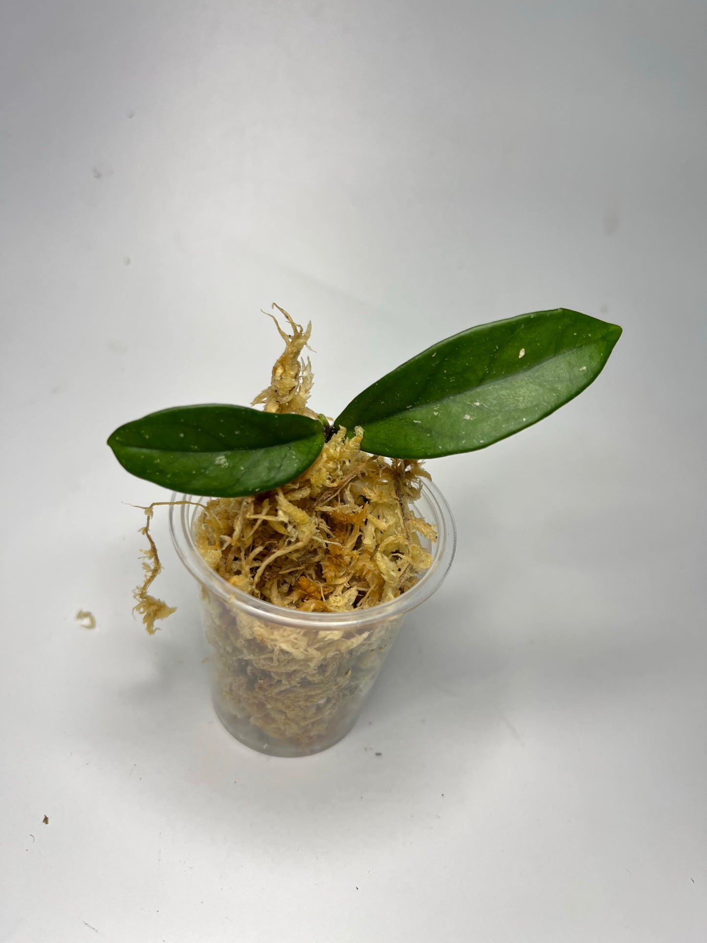 Hoya carnosa stardust - Unrooted