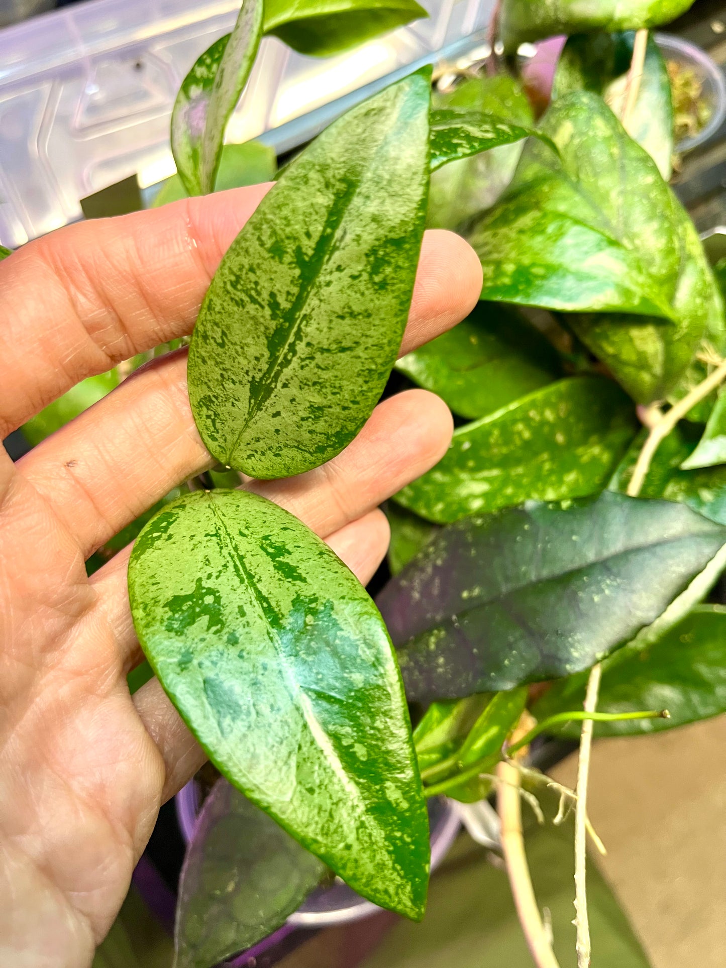 Hoya memoria x IR26 - fresh cut - unrooted