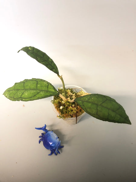 Hoya Finlaysonii Big leaf with new growth