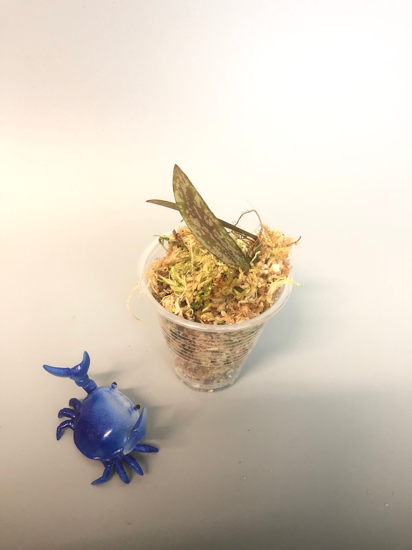 Hoya sigillatis - starting to root