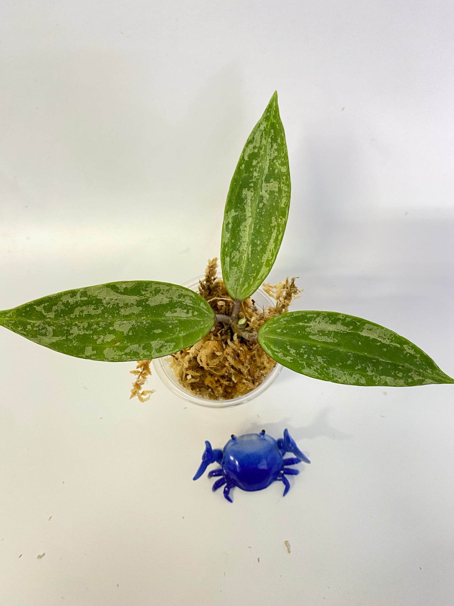 Hoya rangsan - starting to root