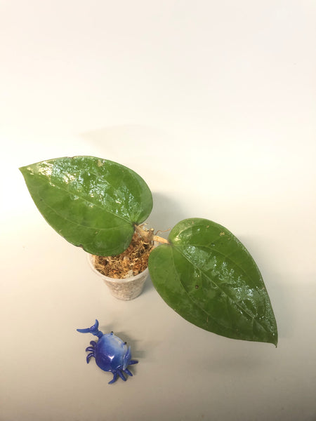 Hoya Glabra - large leaf - unrooted