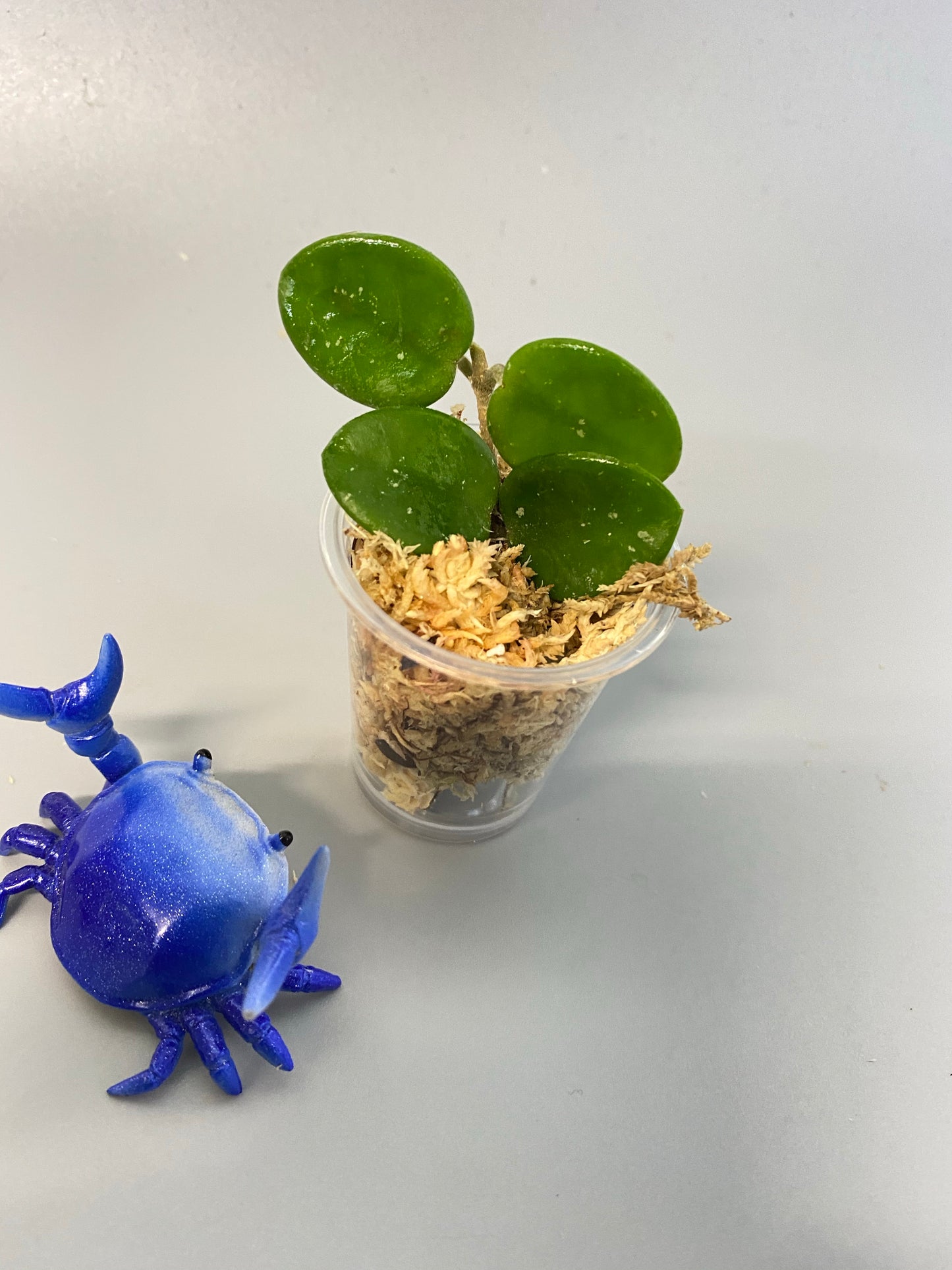 Hoya mathilde - unrooted