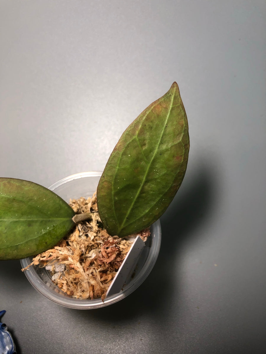 Hoya tequila sunrise Plants Wake You Up