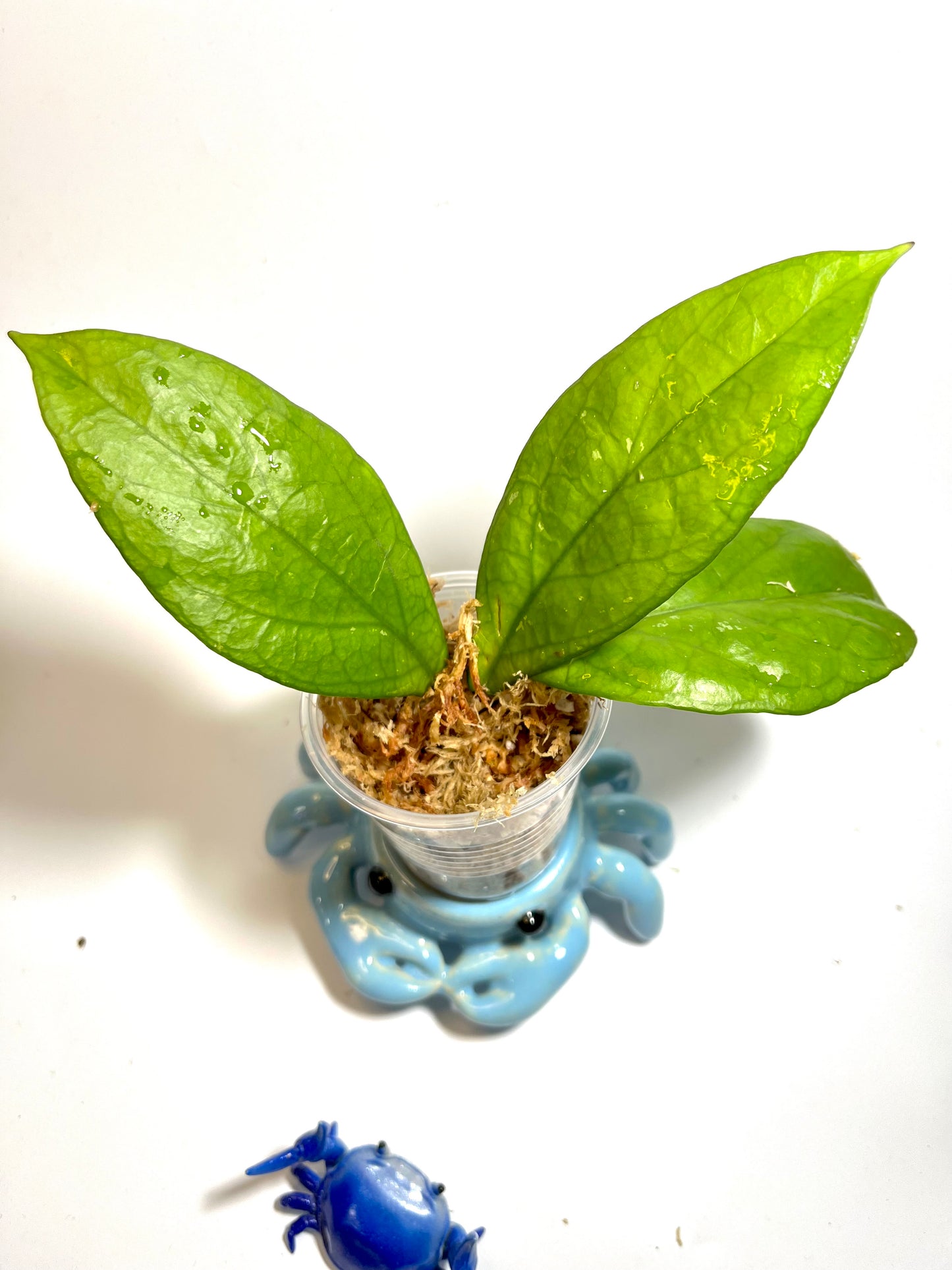 Hoya sp ut217 from vietnam- unrooted