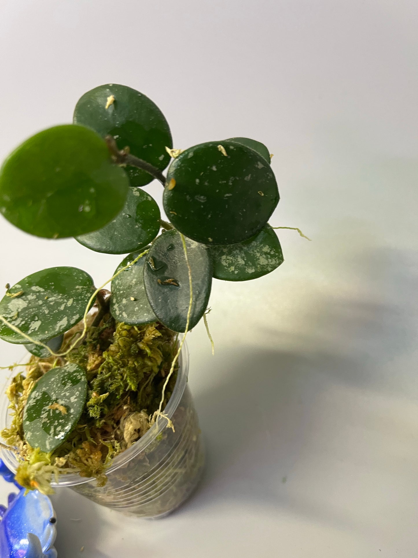 Hoya mathilde with decent splash - has roots