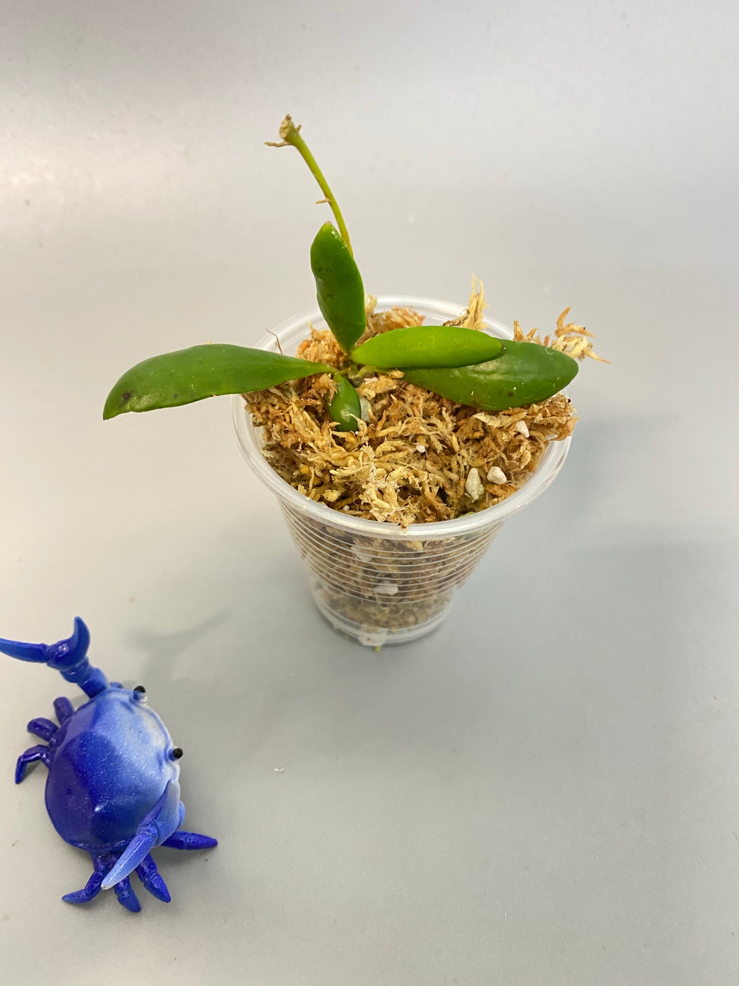 Hoya loheri - unrooted