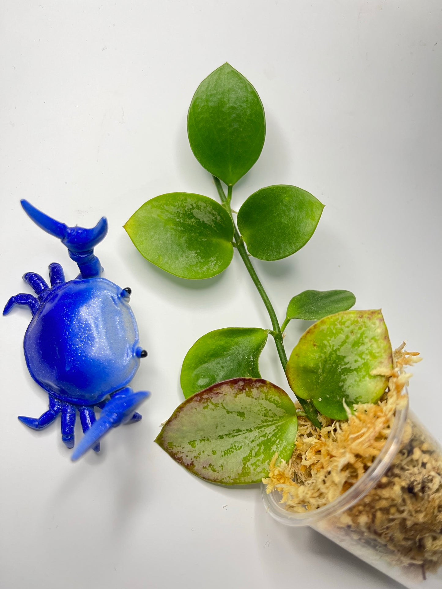 Hoya biakensis splash with some sunstress - Unrooted