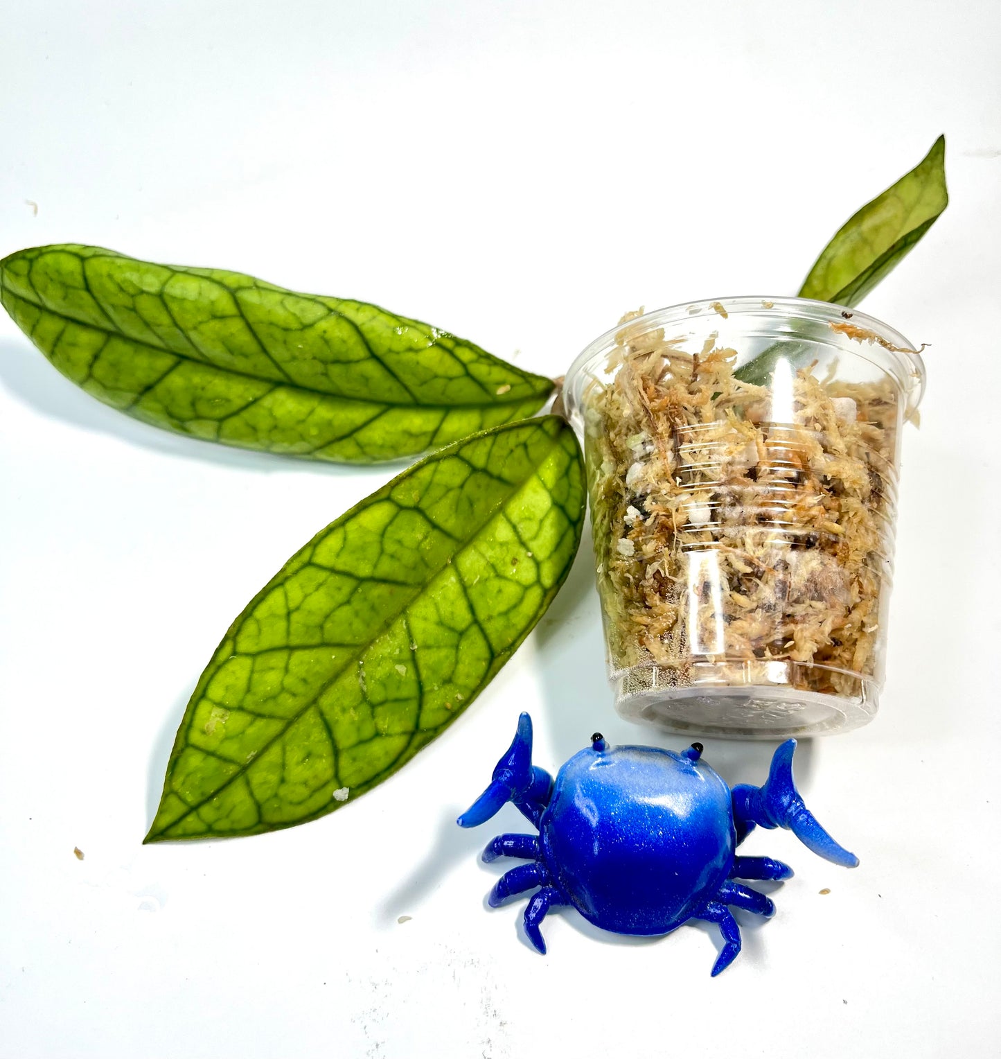 Hoya cv Ann - Unrooted