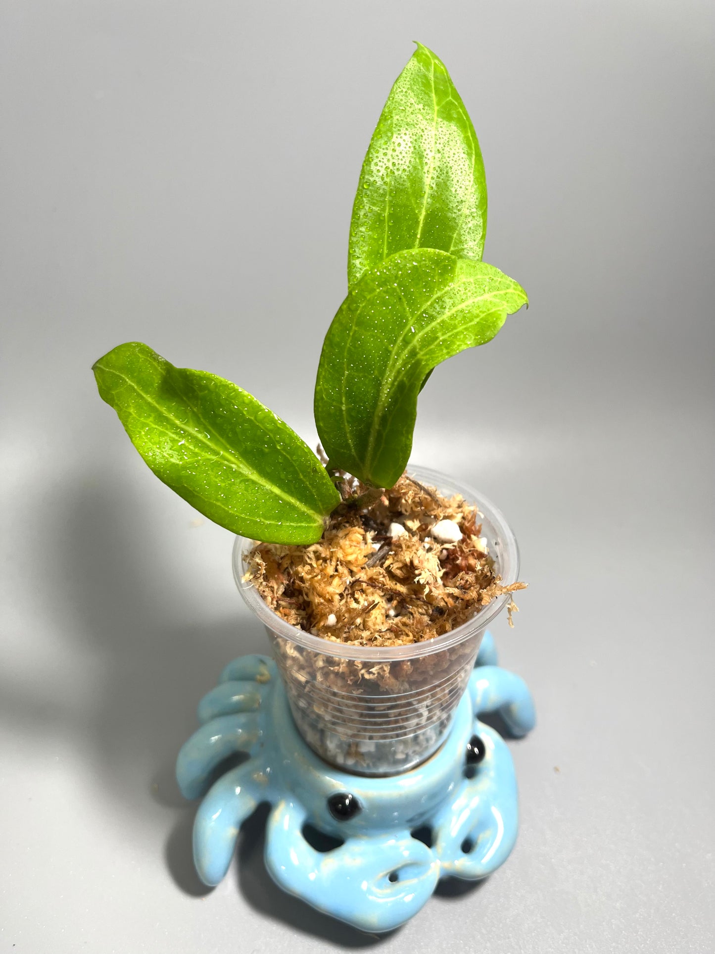Hoya salmonea - starting to root