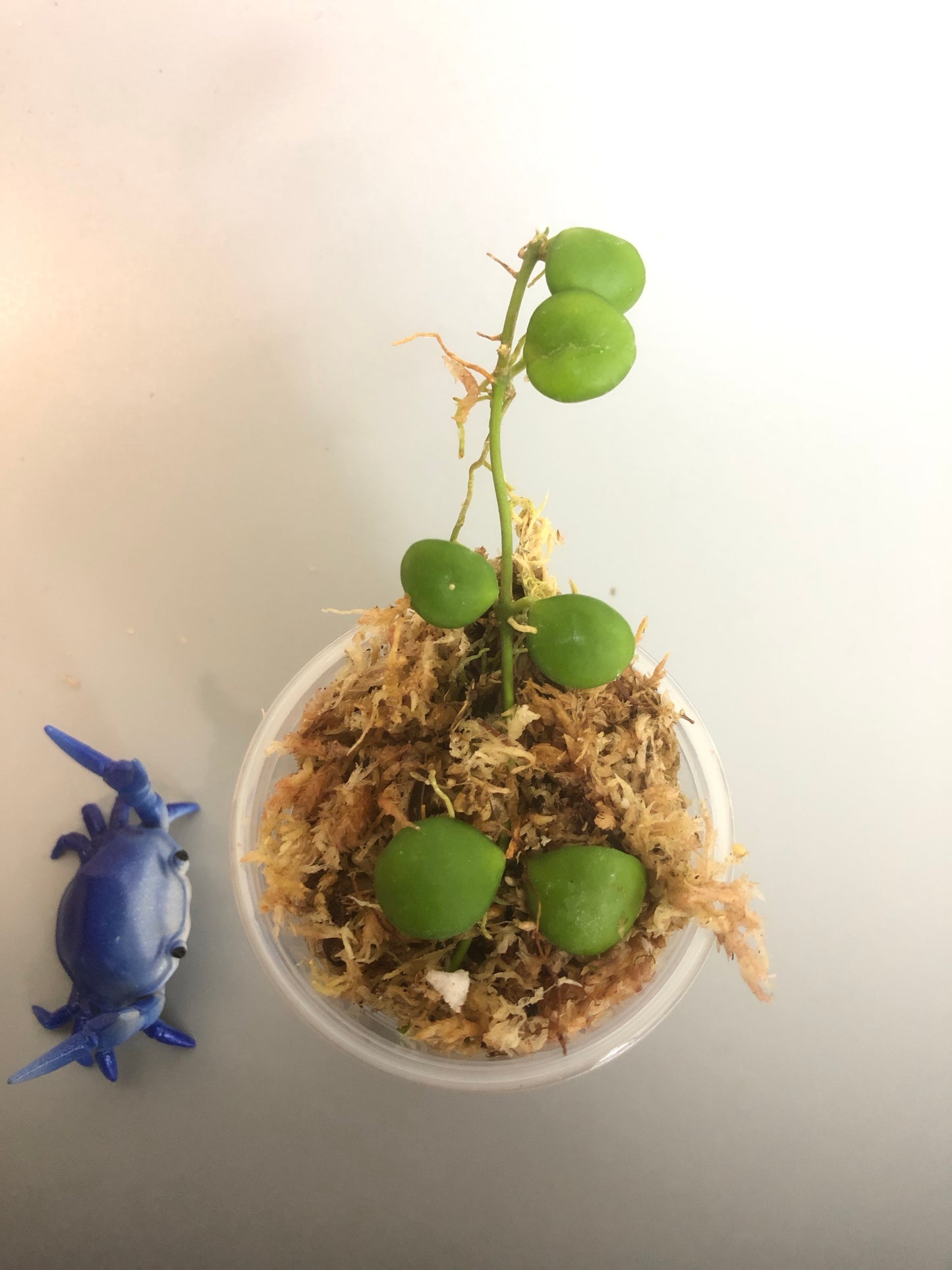 Hoya heuschkeliana - starting to root