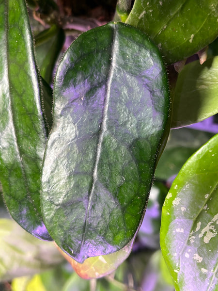 Hoya globulosa - fresh cut 1 node / 1 leaf - Unrooted