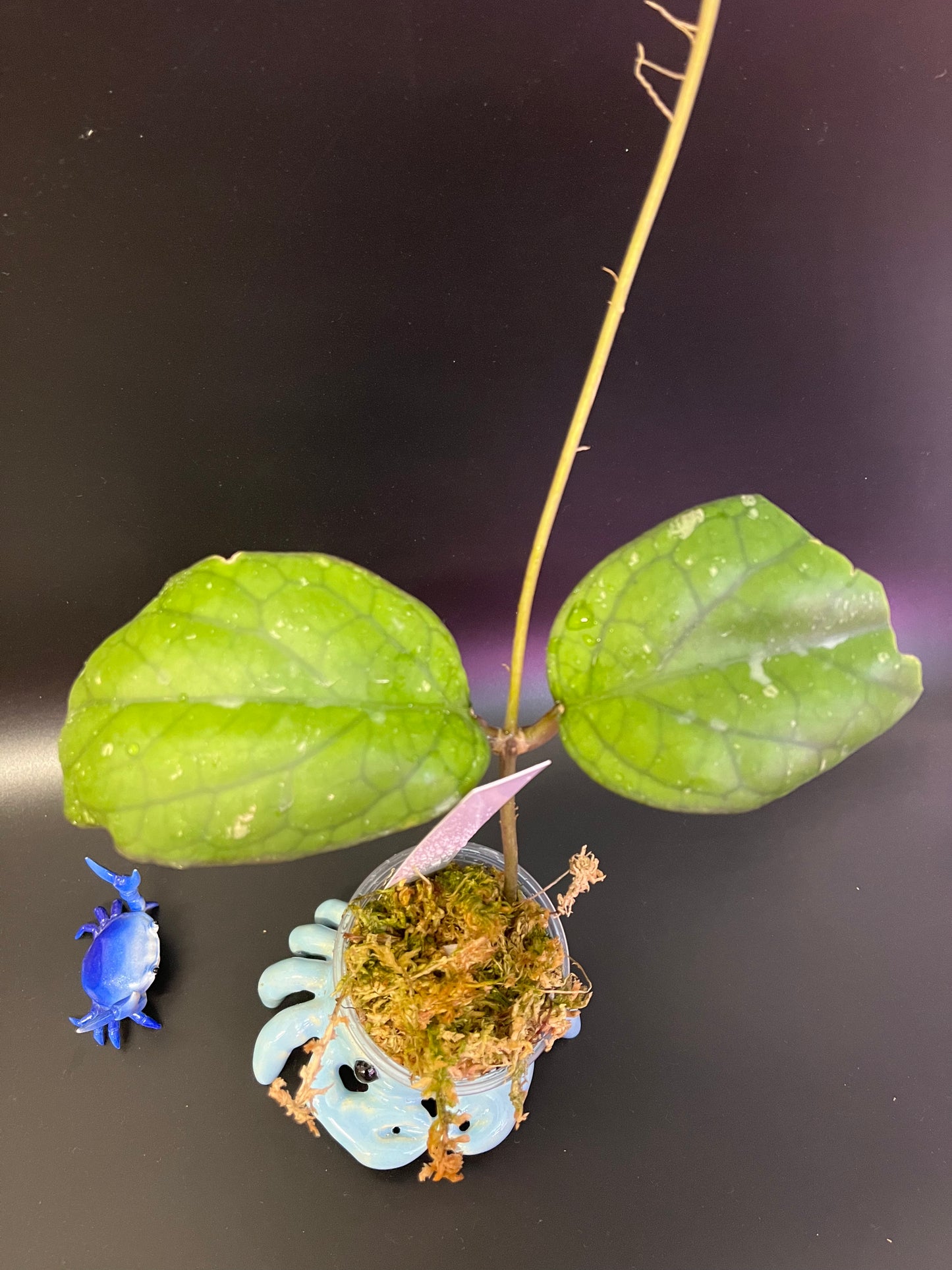 Hoya cv elephant - has some roots