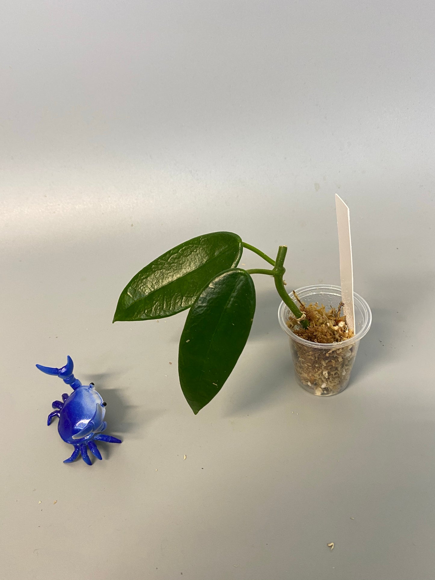 Hoya coronaria pink -has some roots