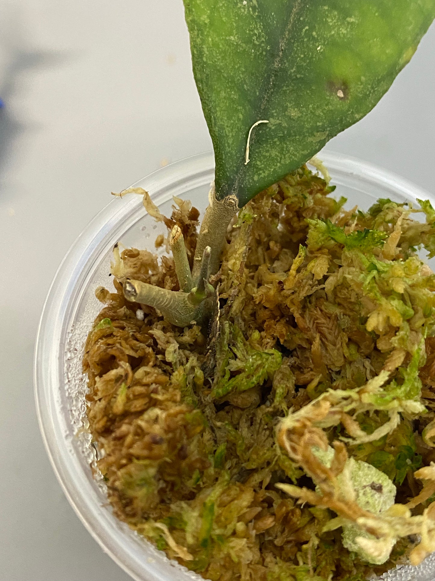 Reserved for Katie - Hoya sp. chicken farm - active growth