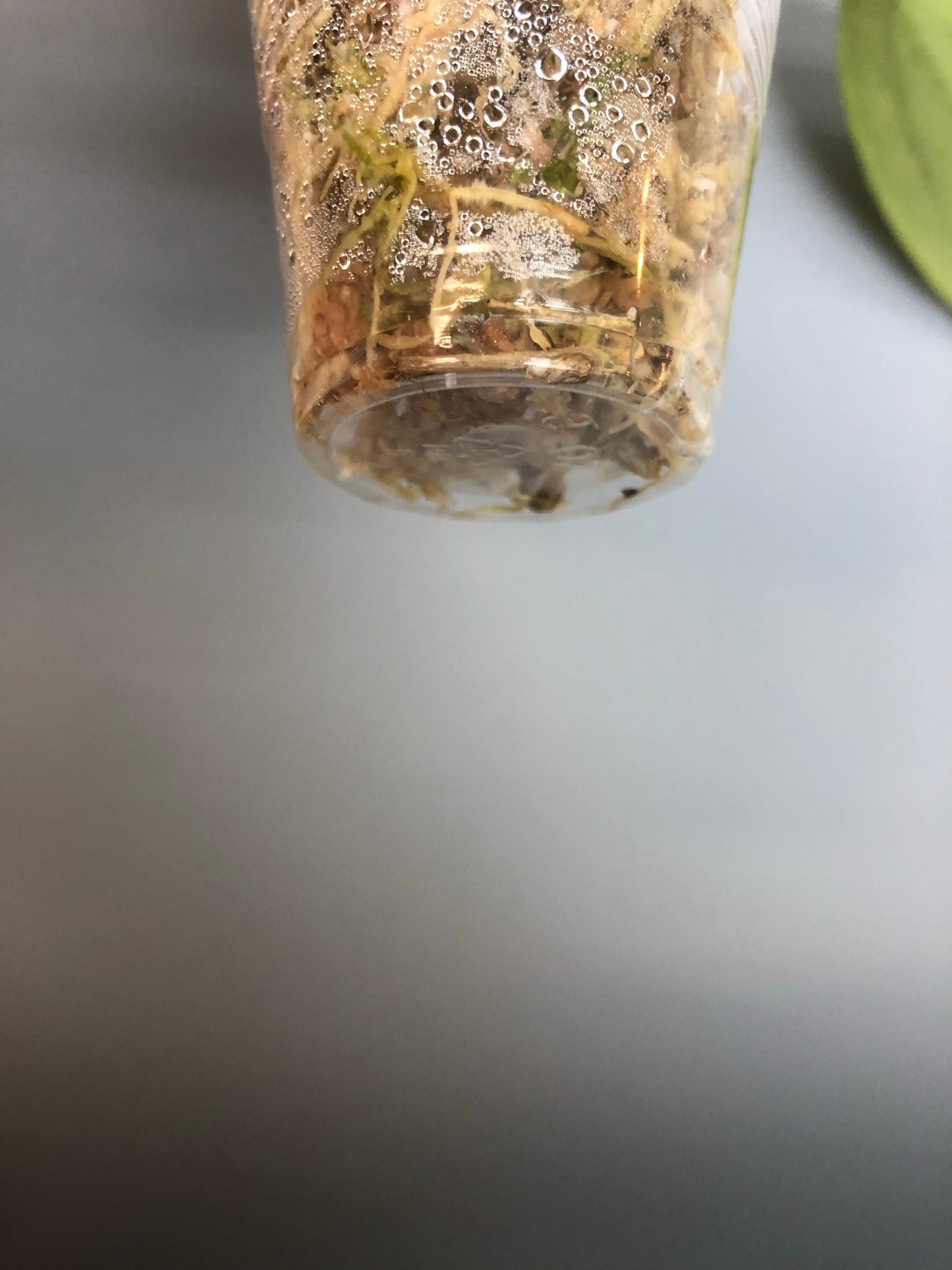 Hoya sp bulusan with some roots