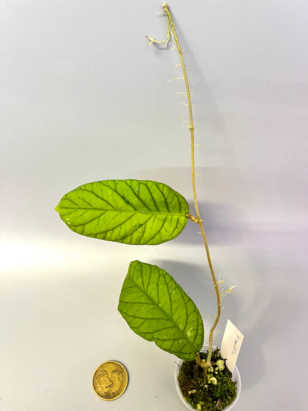 Hoya meredithii - has some roots