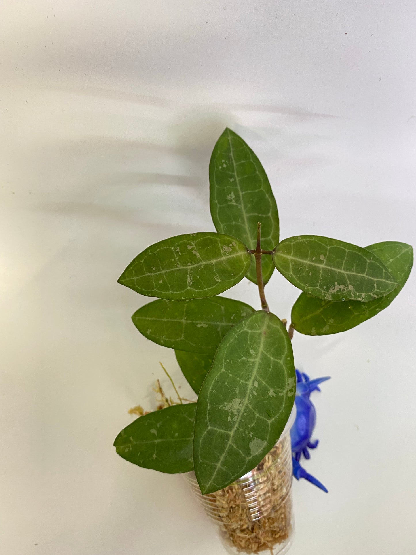 Hoya elliptica small leaf - active growth