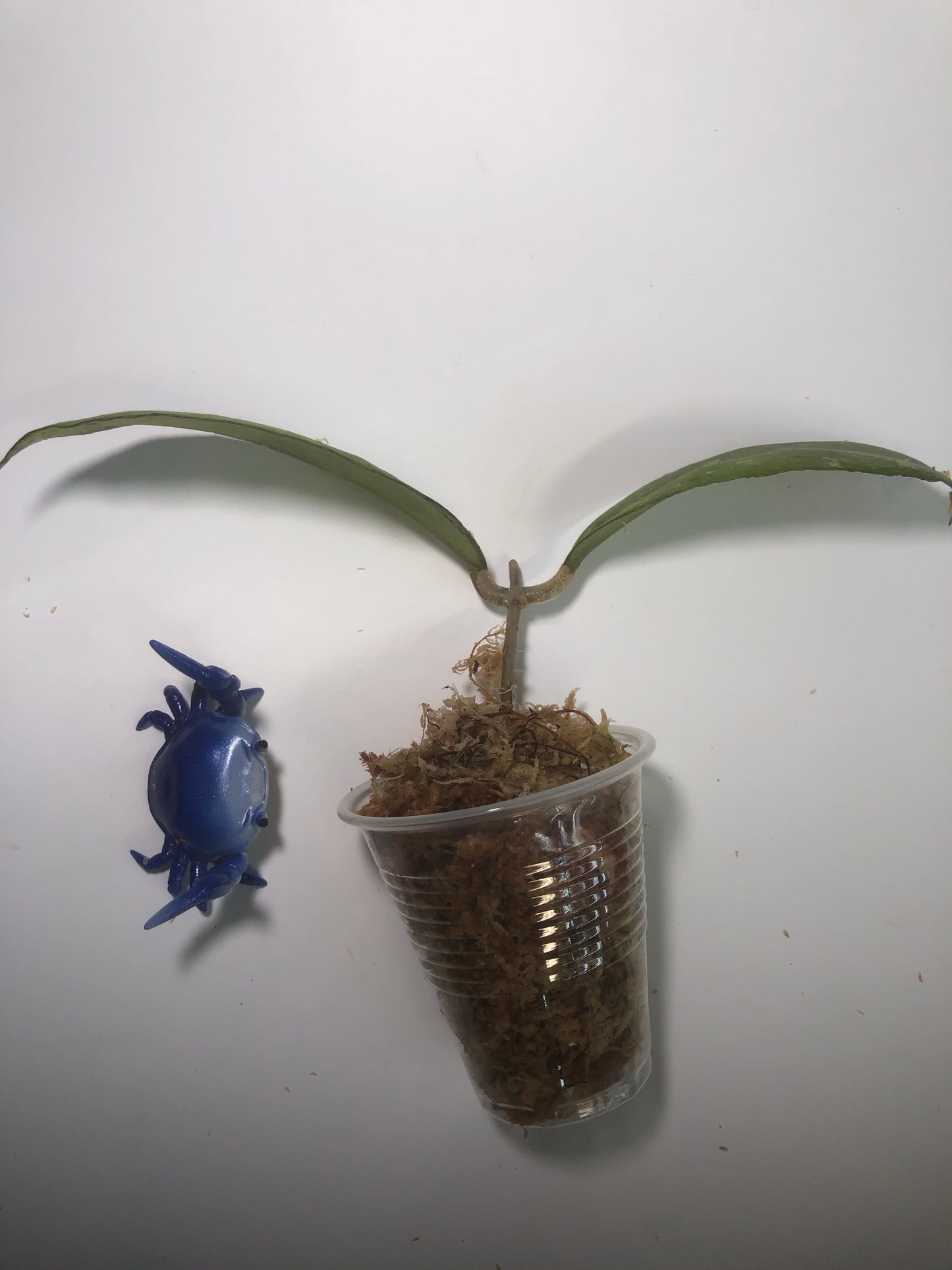 Hoya sp bahoi with some roots.