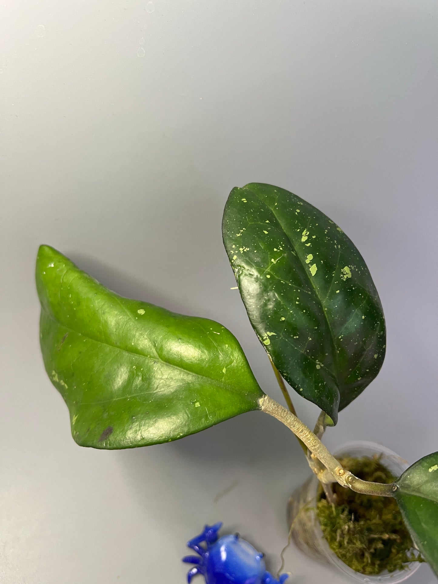 Hoya Joy - active growth