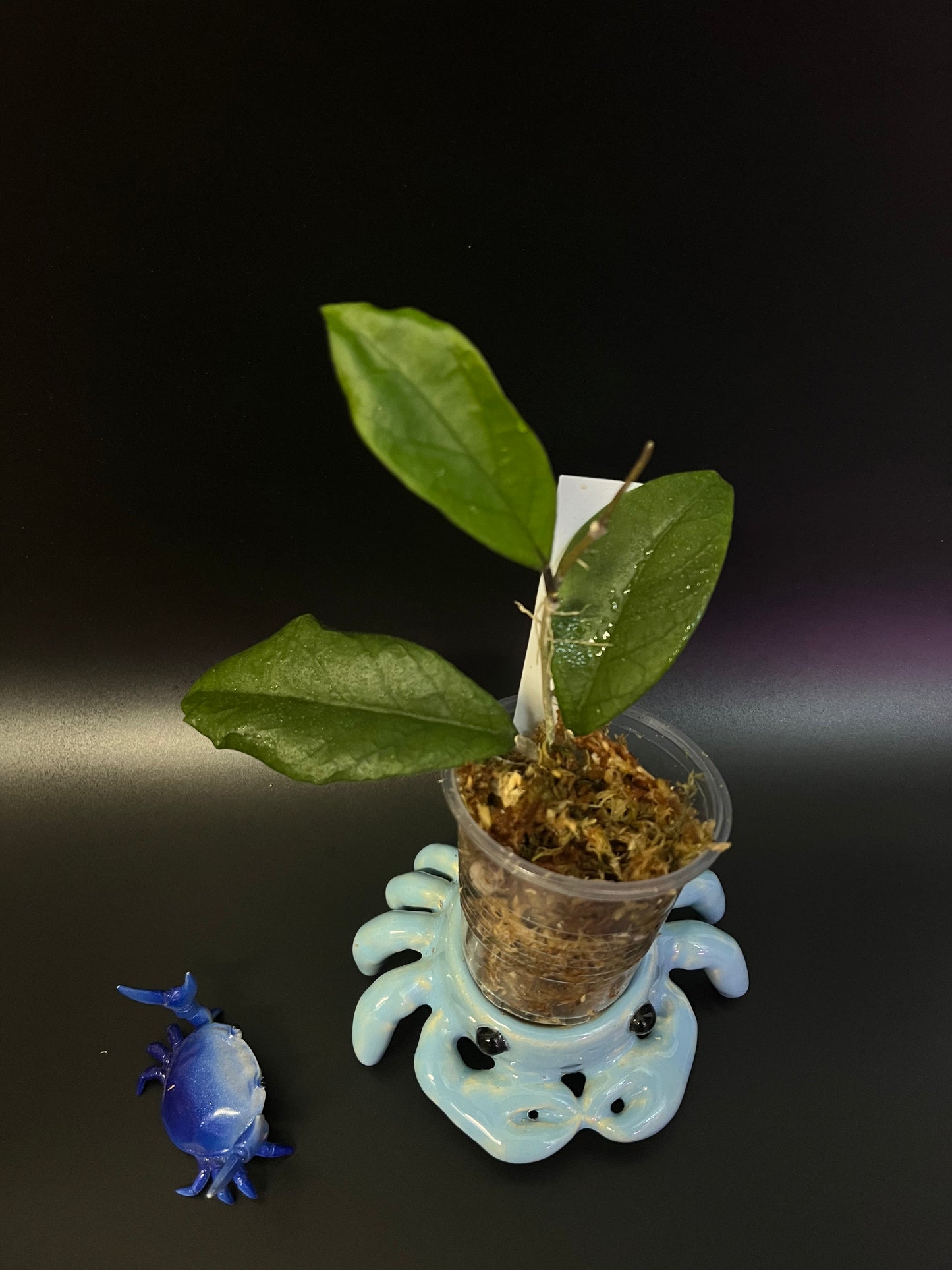 Hoya epc 1016 hybrid (incrassata x acuta) - unrooted