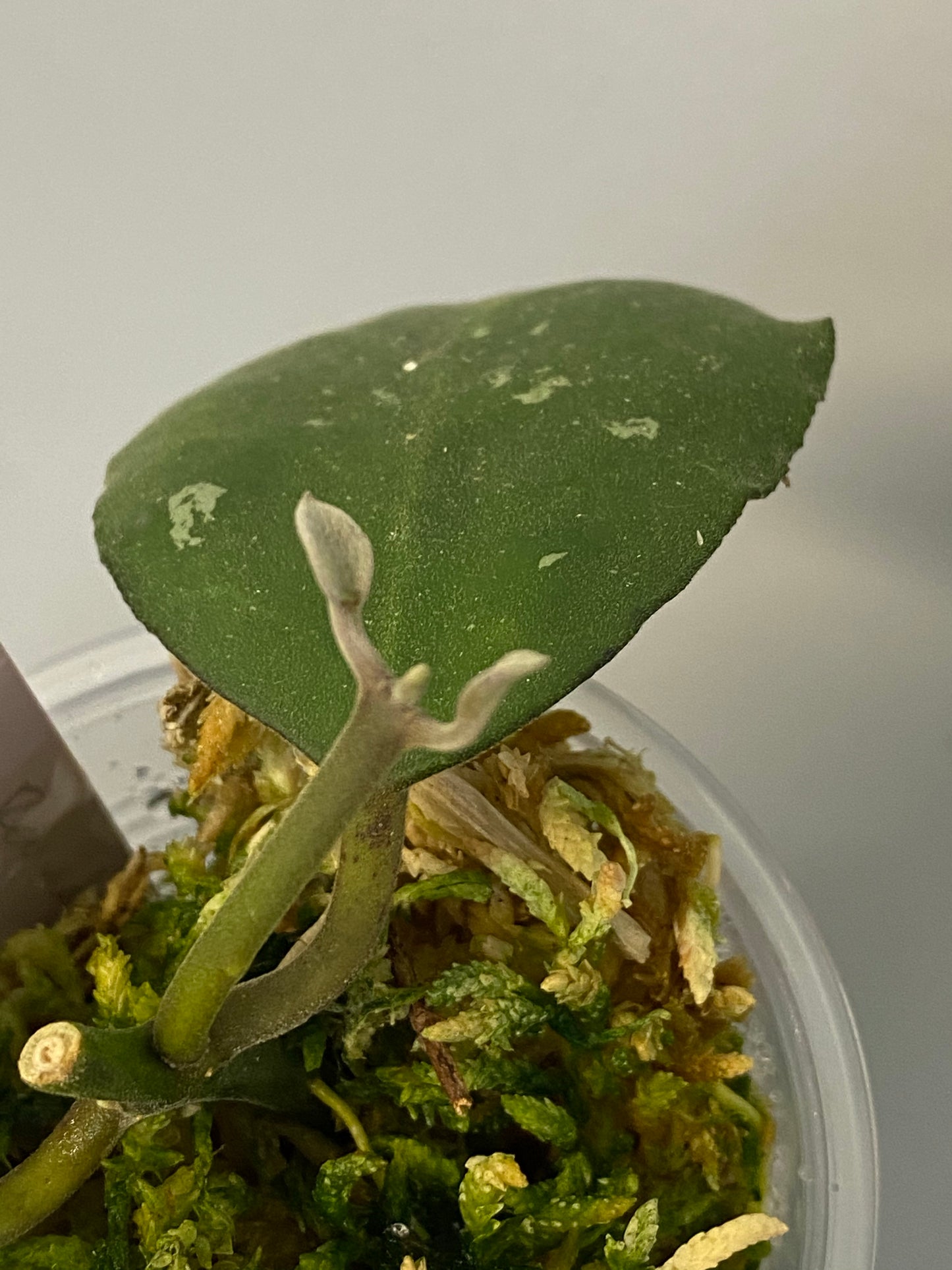Hoya waymaniae round leaf - new growth