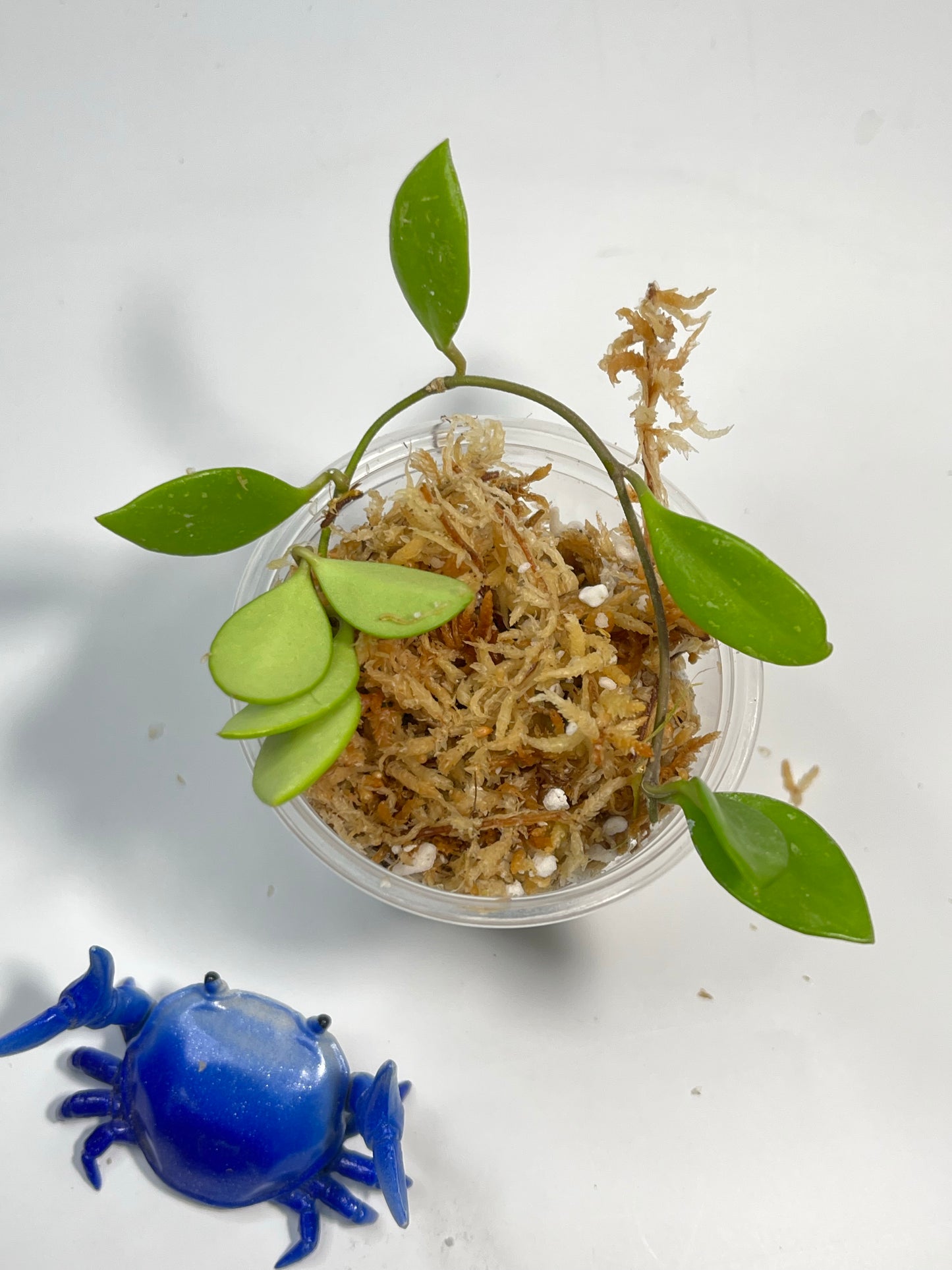 Hoya picta - unrooted