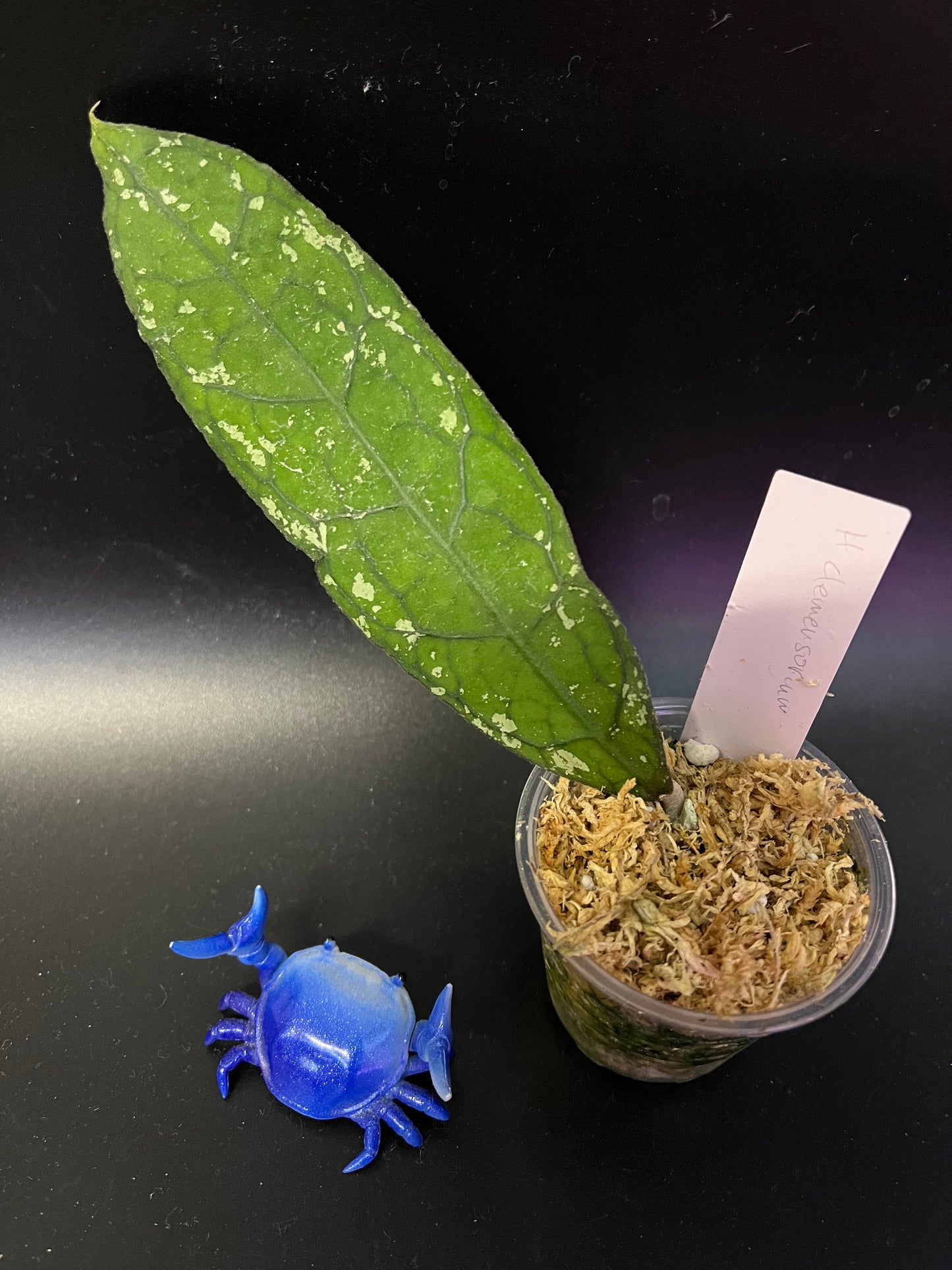 Hoya clemensorium - Unrooted