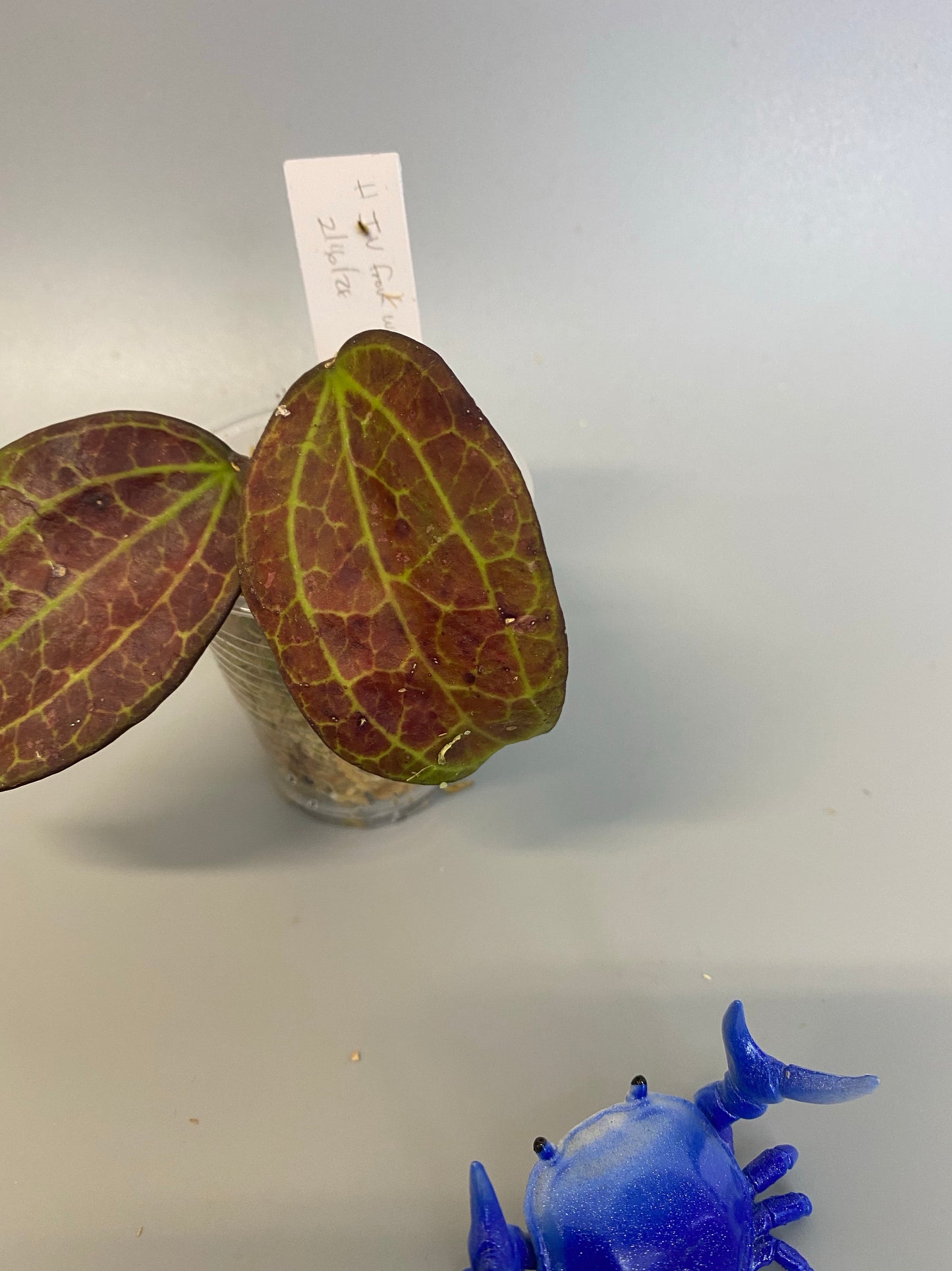 Reserved for Cassie - Hoya IV from WMZ - starting to root