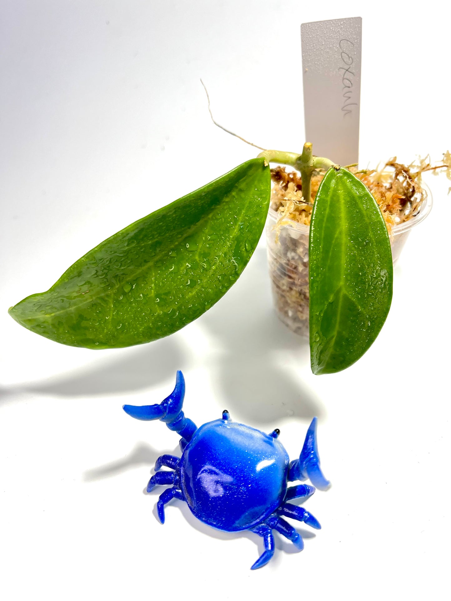 Hoya sp coxanh 001 - unrooted