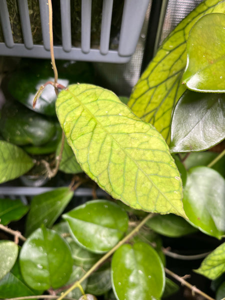 Hoya sabah - 1 node / 1 leaf - Unrooted