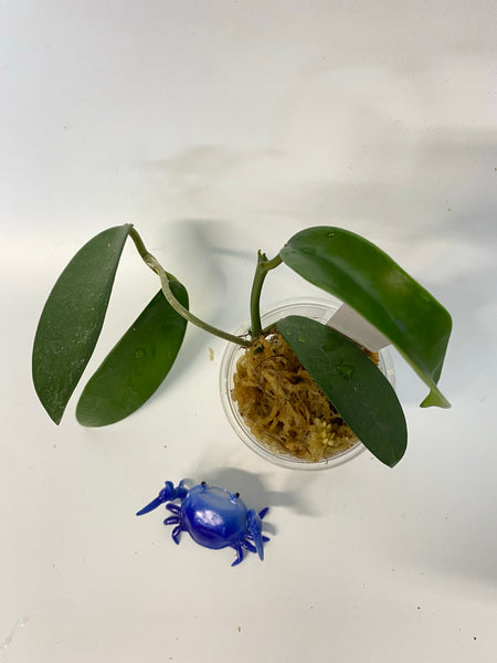Hoya meliflua - active growth