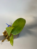 Hoya bhutanica - has some roots