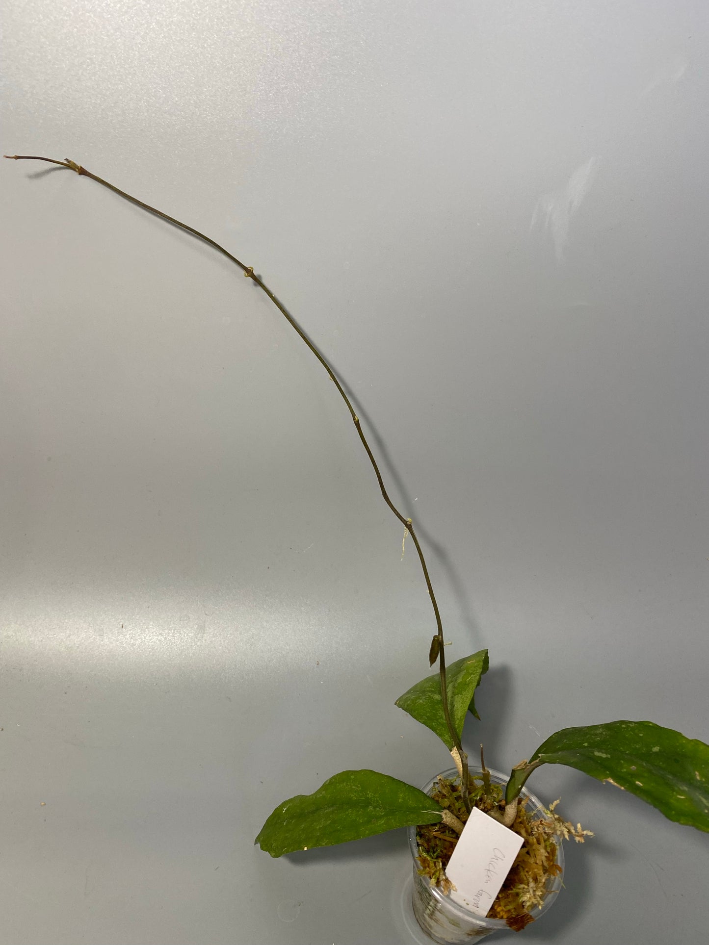 Hoya sp. chicken farm - active growth