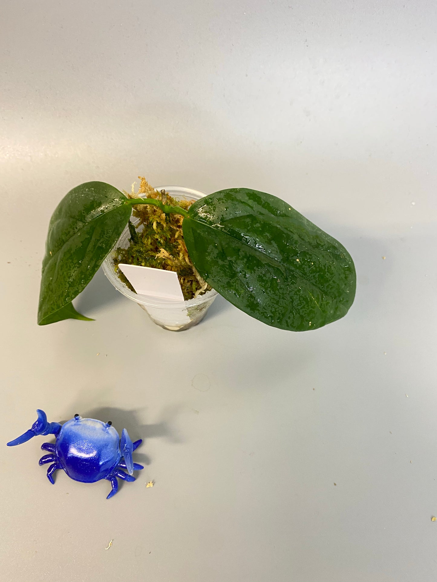 Hoya chewiorum - growth point forming