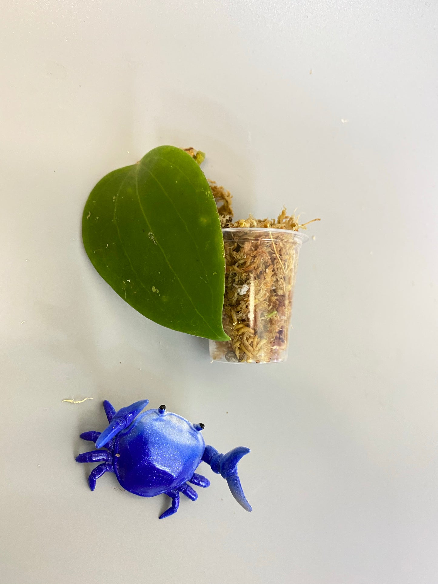 Hoya Genieve MB1141 - unrooted