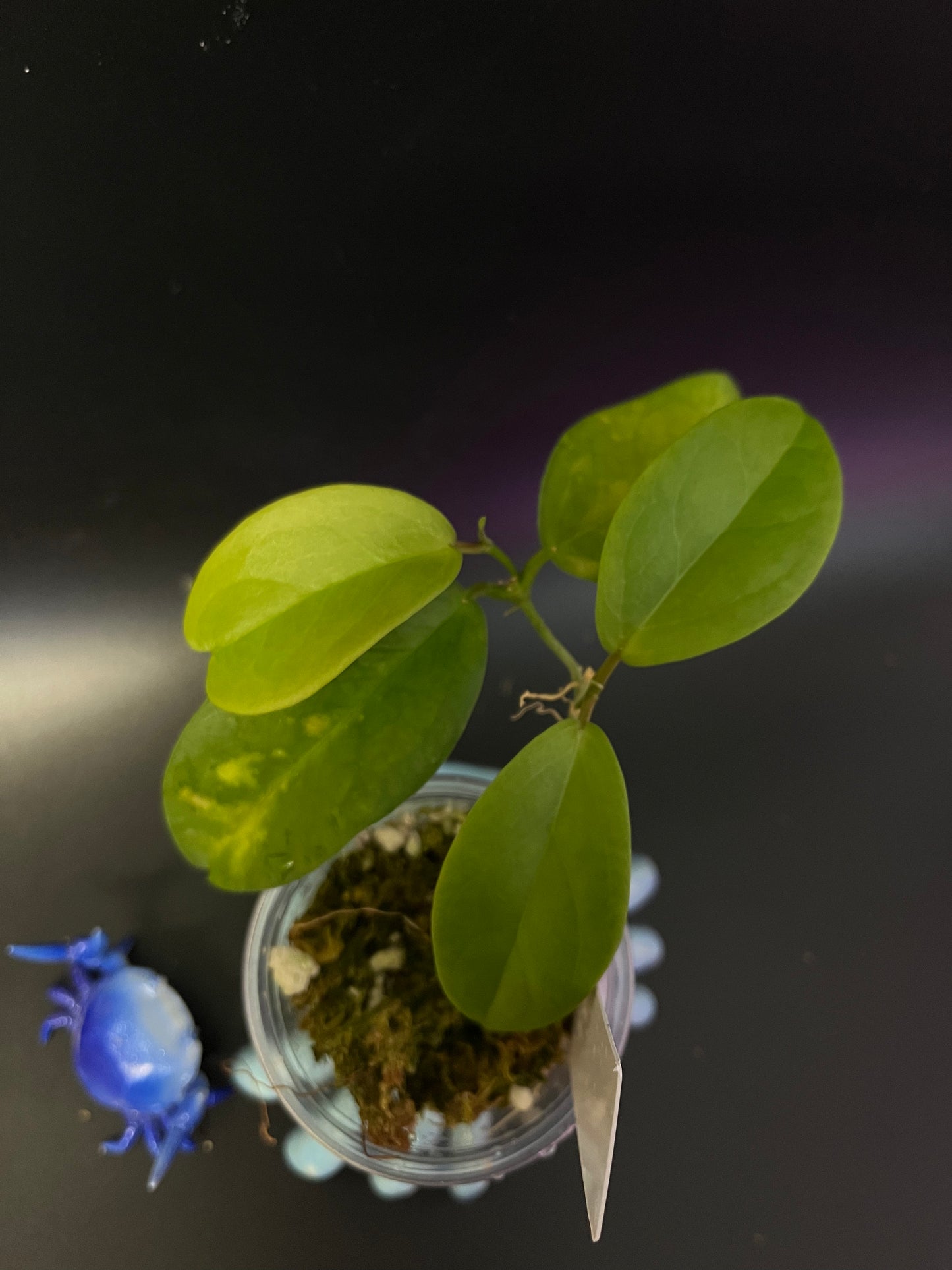 Hoya sp tenaru River - has some roots