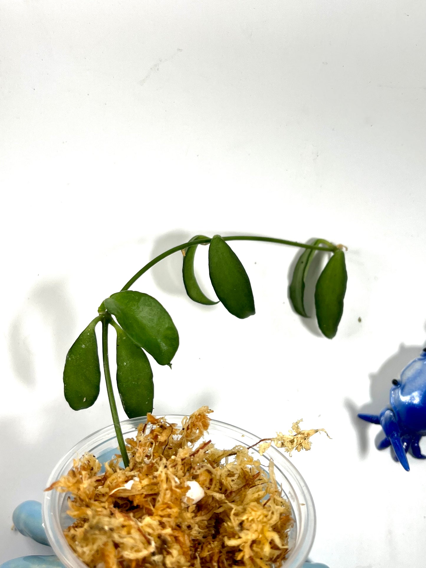 Dischidia kerrii - Unrooted