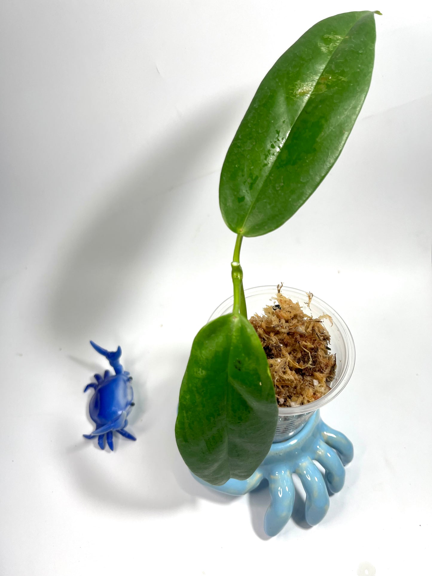 Hoya halconensis - Unrooted