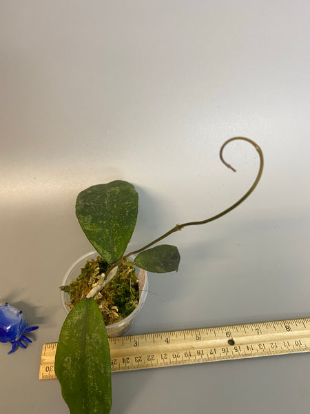 Hoya finlaysonii splash - with new growth